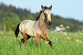 HOR 02 SS0161 01
Connemara Pony Foal Galloping Through Spring Meadow