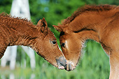 HOR 02 SS0162 01
Close-Up Of Curly Horse Foals Standing Nose To Nose