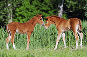 HOR 02 SS0163 01
Curly Horse Foals Standing Nose To Nose