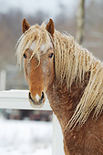 HOR 02 SS0164 01
Portrait Of Curly Horse Colt In Snow