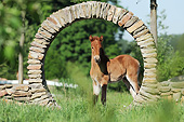 HOR 02 SS0165 01
Curly Horse Foal Standing Under Stone Arch