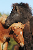 HOR 02 SS0166 01
Portrait Of Two Icelandic Foals Nuzzling
