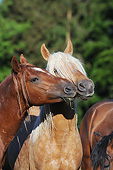 HOR 02 SS0167 01
Portrait Of Mangalarga Marchador Colts Playing