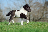 HOR 02 SS0169 01
Miniature Shetland Pony Foal Trotting In Grass