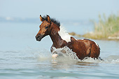 HOR 02 SS0170 01
Paso Fino Foal Splashing Through Water