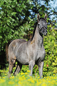 HOR 02 SS0171 01
Portrait Of Purebred Arabian Foal Standing By Wildflowers