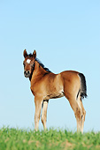 HOR 02 SS0172 01
Portrait Of Purebred Arabian Foal Standing On Grass