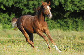 HOR 02 SS0173 01
Quarter Horse Foal Galloping Through Field In Summer