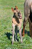 HOR 02 TL0007 01
Wild Horse Colt Neighing On Grass Field