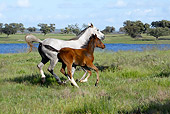 HOR 02 WF0001 01
Arabian Horse Mare Galloping With Bay Foal Through Meadow