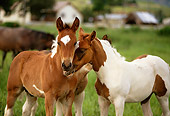HOR 02 DB0001 01
Paint Horse Foals Nuzzling In Pasture
