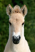 HOR 02 KH0001 01
Head Shot Of Norwegian Fjord Foal