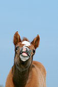 HOR 02 KH0002 01
Humorous Shot Of Camargue Horse Foal Smiling