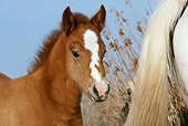 HOR 02 KH0003 01
Head Shot Of Camargue Horse Foal