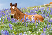 HOR 02 KH0005 01
Bay Mustang Foal Laying In Field Of Purple Wildflowers
