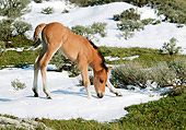HOR 02 KH0009 01
Dun Mustang Foal Standing In Field Sniffing Snow