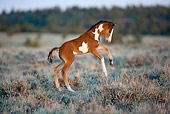 HOR 02 KH0014 01
Bay Pinto Mustang Foal Prancing In Field
