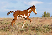 HOR 02 KH0015 01
Bay Pinto Mustang Foal Trotting In Field