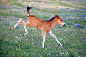 HOR 02 KH0017 01
Bay Mustang Foal Bucking In Field