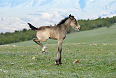 HOR 02 KH0018 01
Grullo Mustang Foal Bucking In Field