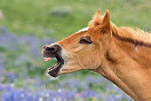 HOR 02 KH0019 01
Close-Up Of Dun Mustang Foal Yawning In Field