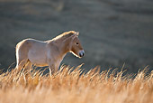 HOR 02 KH0023 01
Przewalski's Horse Foal Standing In Field Mongolia