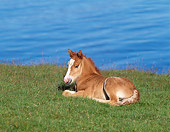 HOR 02 KH0024 01
Icelandic Horse Foal Laying On Grass By Water
