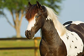 HOR 02 MB0001 01
Close-Up Of Gypsy Vanner Horse Colt Standing In Pasture
