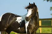 HOR 02 MB0002 01
Close-Up Of Gypsy Vanner Horse Colt Standing In Pasture