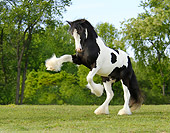 HOR 02 MB0003 01
Gypsy Vanner Horse Colt Rearing In Pasture