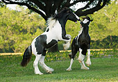 HOR 02 MB0004 01
Two Gypsy Vanner Horse Colts Rearing And Playing In Pasture