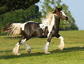 HOR 02 MB0006 01
Gypsy Vanner Horse Filly Trotting In Pasture