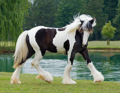 HOR 02 MB0007 01
Gypsy Vanner Horse Filly Trotting In Pasture By Pond