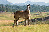 HOR 02 MB0009 01
Gypsy Vanner Horse Foal Standing In Pasture
