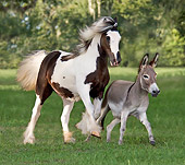 HOR 02 MB0010 01
Gypsy Vanner Foal And Miniature Donkey Cantering In Pasture