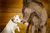 HOR 02 MB0011 01
Jack Russell Terrier Licking Nose Of Gypsy Vanner Foal