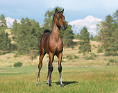 HOR 02 MB0013 01
Bay Morgan Foal Standing In Pasture