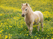 HOR 02 MB0017 01
Miniature Horse Foal Standing In Pasture Of Yellow Flowers