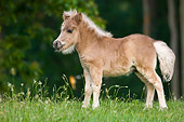 HOR 02 MB0018 01
Miniature Horse Foal Standing In Pasture
