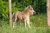 HOR 02 MB0019 01
Miniature Horse Foal Standing In Pasture