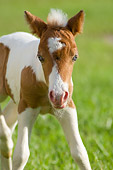 HOR 02 MB0025 01
Close-Up Of Miniature Horse Foal Standing In Pasture