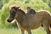 HOR 02 MB0031 01
Miniature Horse Foal Standing In Pasture With Tabby Kitten On Back