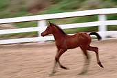 HOR 02 RK0024 02
Bay Arabian Foal Trotting In Paddock