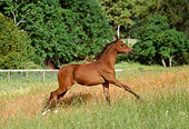 HOR 02 RK0035 07
Bay Arabian Foal Romping In Pasture