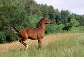 HOR 02 RK0035 09
Bay Arabian Foal Romping In Pasture