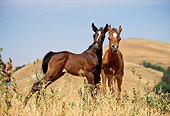 HOR 02 RK0044 06
Bay And Chestnut Foals Standing Together On Dry Grass