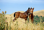 HOR 02 RK0044 18
Bay And Chestnut Foals Standing Together On Dry Grass