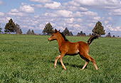 HOR 02 RK0052 02
Bay Arabian Foal Cantering On Green Pasture Cloudy Blue Sky