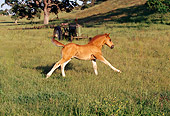 HOR 02 RK0054 11
Belgian Foal Galloping In Field By Old Rusty Tractor
