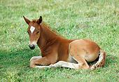 HOR 02 RK0061 17
Chestnut Arabian Foal Laying On Grass
